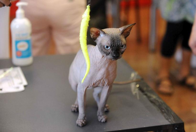 SofistiCAT 2024. Concursul celor mai frumoase pisici 18898054