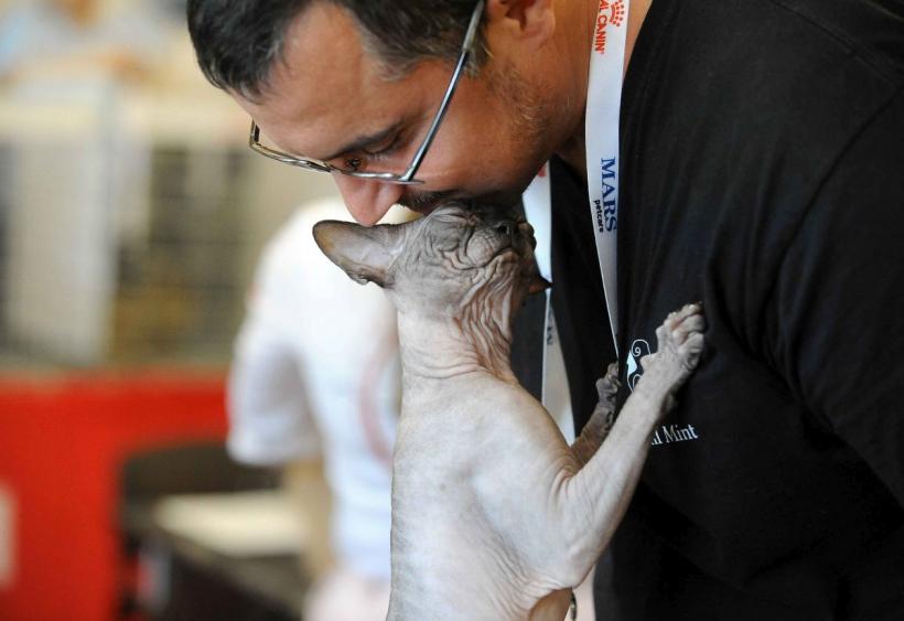 SofistiCAT 2024. Concursul celor mai frumoase pisici 18898055