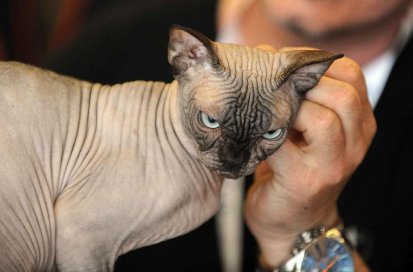 SofistiCAT 2024. Concursul celor mai frumoase pisici 18898056