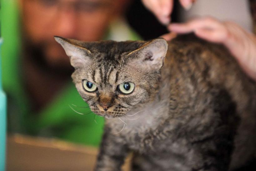 SofistiCAT 2024. Concursul celor mai frumoase pisici 18898058