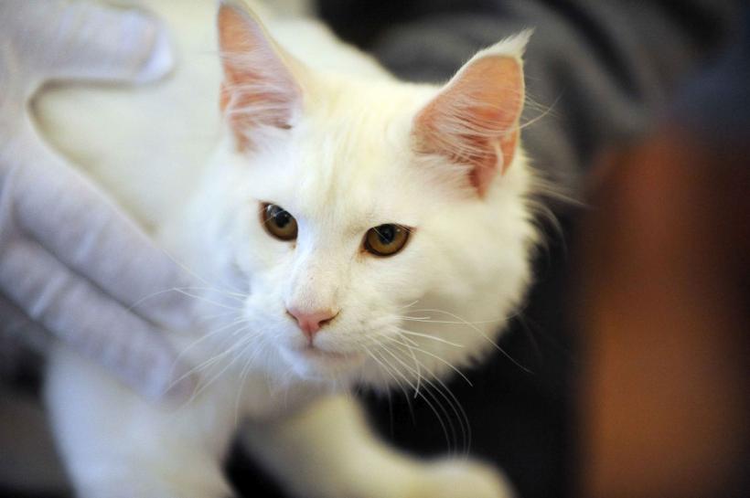 SofistiCAT 2024. Concursul celor mai frumoase pisici 18898059