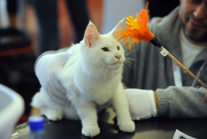 SofistiCAT 2024. Concursul celor mai frumoase pisici 18898060