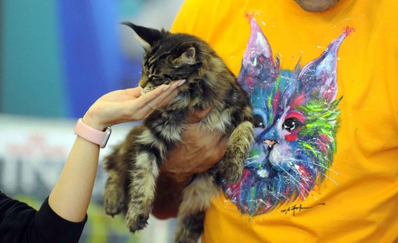 SofistiCAT 2024. Concursul celor mai frumoase pisici 18898061