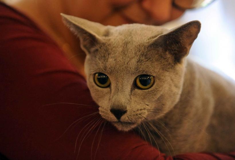 SofistiCAT 2024. Concursul celor mai frumoase pisici 18898062