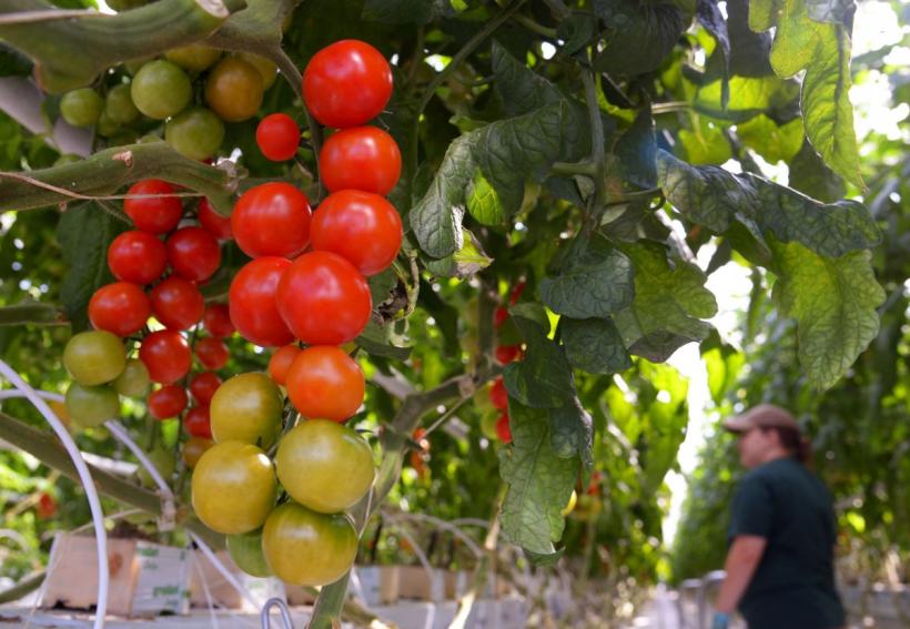 Asedierea Bruxelles-ului cu tractoare dă rezultate: UE suspendă ecologismul extrem din agricultură 18898393