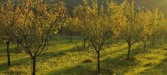 Cu ce se stropesc pomii fructiferi primăvara pentru o recoltă mai bogată