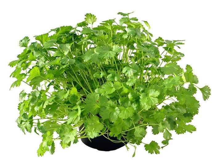 Frunzele comestibile, un aliat de nădejde: lupta cu astenia de primavară și ajută sistemul imunitar  18898851