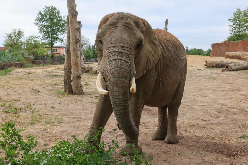Tehnologia AI ajută la eliminarea accidentelor de pe calea ferată în care sunt implicați elefanții 18899431