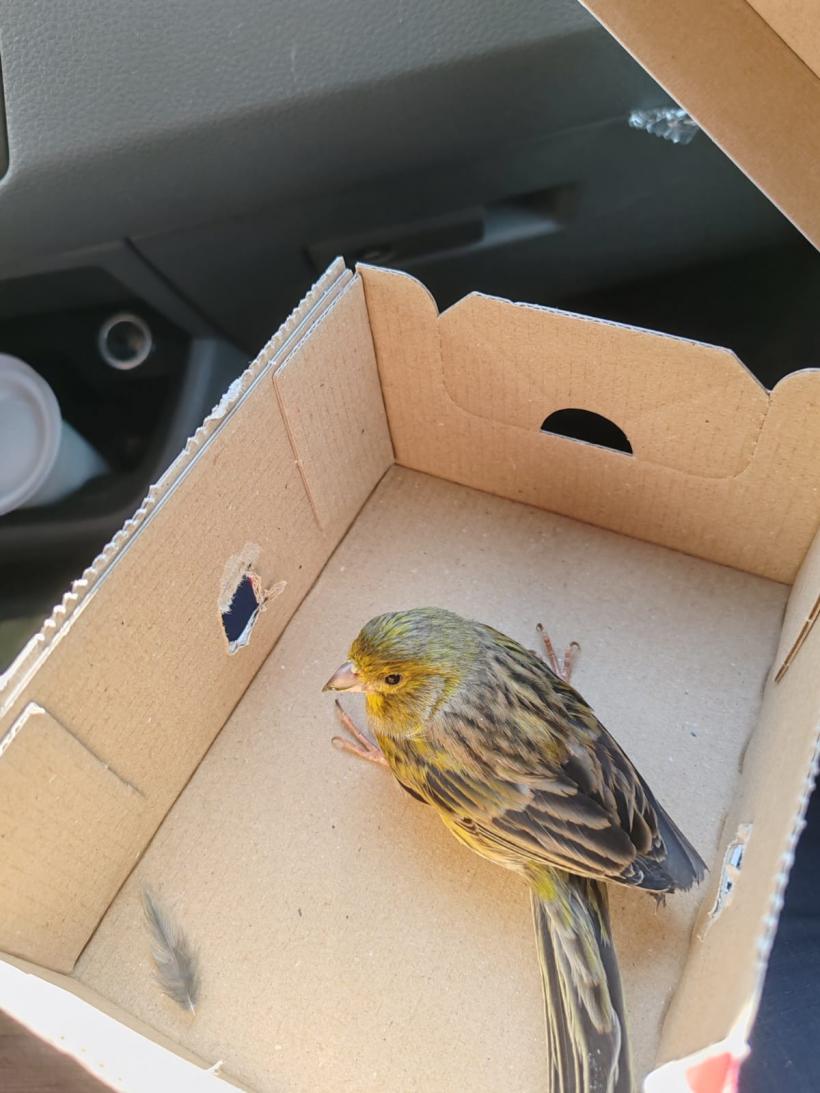 Situație neobișnuită în Galați. Un canar a rămas blocat în mijlocul străzii 18899958