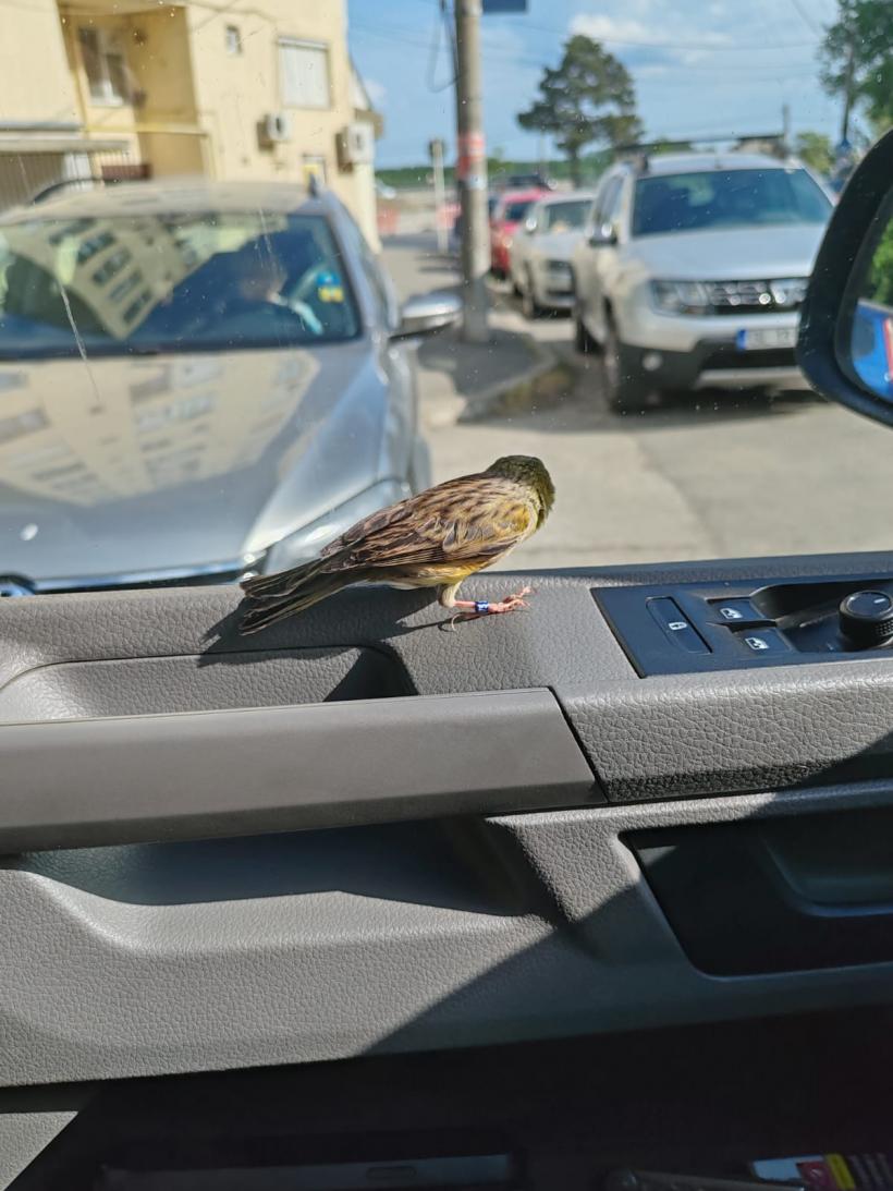 Situație neobișnuită în Galați. Un canar a rămas blocat în mijlocul străzii 18899960