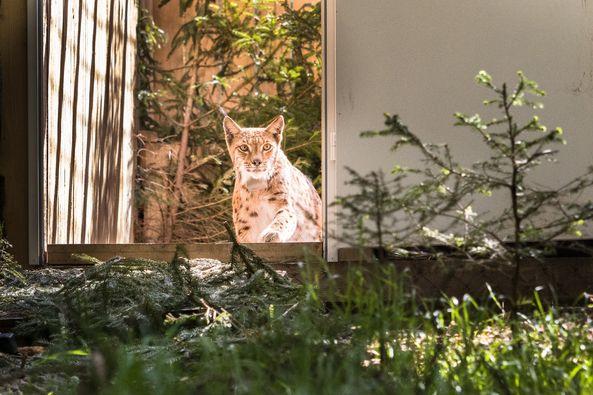 Râsul Viorel, vedeta pădurilor românești care scrie istorie în Germania  18899770