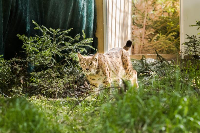 Râsul Viorel, vedeta pădurilor românești care scrie istorie în Germania  18899771