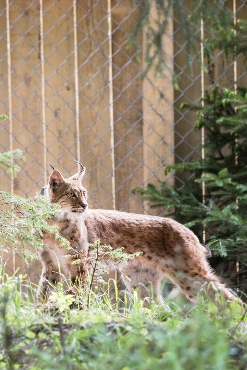 Râsul Viorel, vedeta pădurilor românești care scrie istorie în Germania  18899774