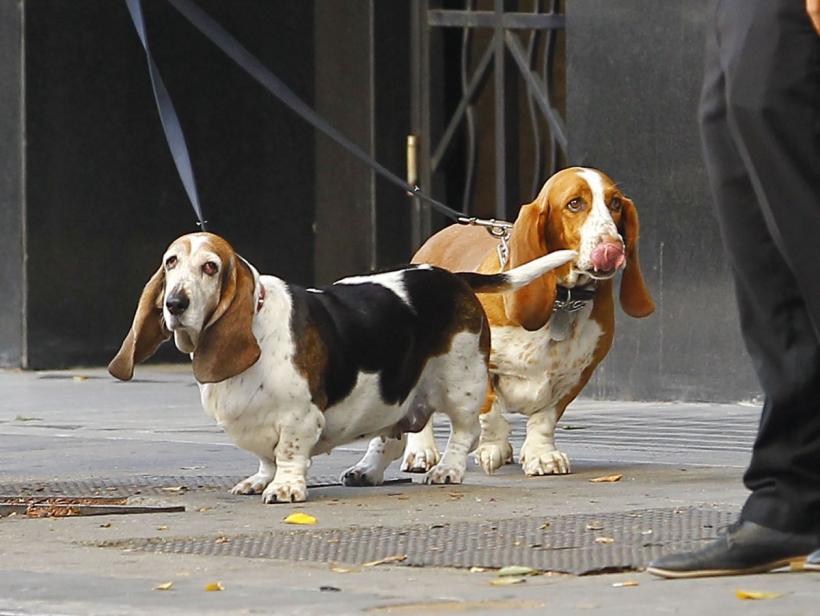 Cele mai calme rase de câini, potrivite pentru weekenduri liniștite 18899968