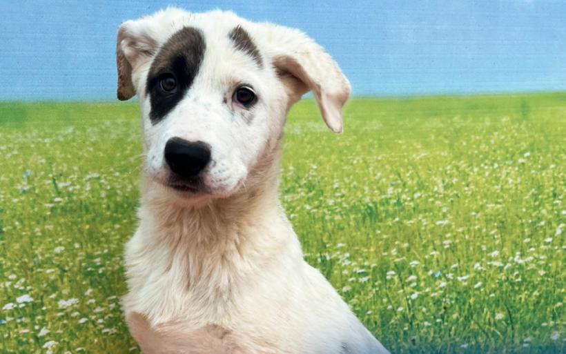 Adoptă la Arenă! Cel mai mare târg de adopții de animale de companie din București se deschide astăzi 18900249