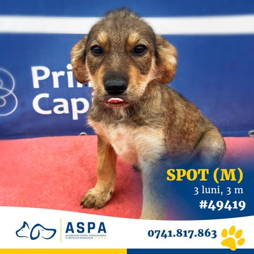 Adoptă la Arenă! Cel mai mare târg de adopții de animale de companie din București se deschide astăzi 18900250