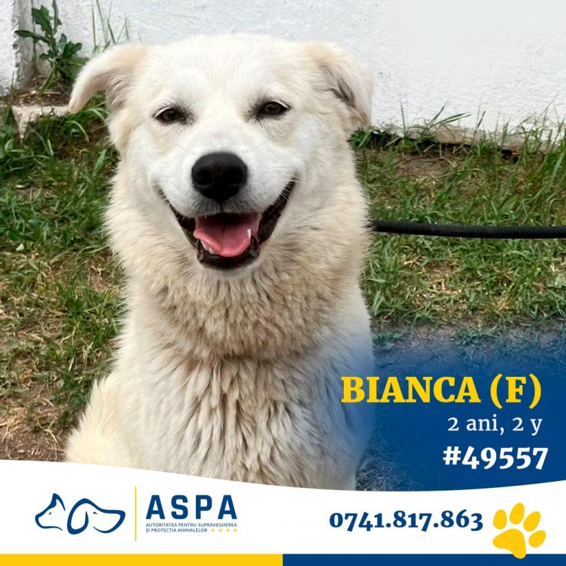 Adoptă la Arenă! Cel mai mare târg de adopții de animale de companie din București se deschide astăzi 18900251