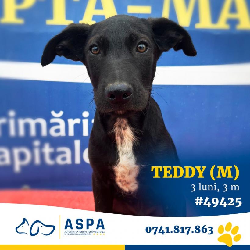 Adoptă la Arenă! Cel mai mare târg de adopții de animale de companie din București se deschide astăzi 18900252