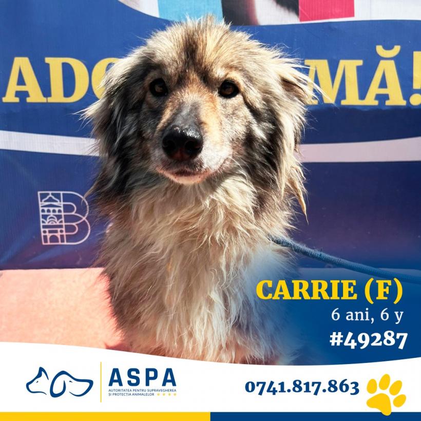 Adoptă la Arenă! Cel mai mare târg de adopții de animale de companie din București se deschide astăzi 18900253