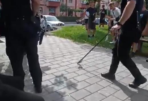 Panică într-un parc din Reșița: Un șarpe se plimba printre copii 18900369