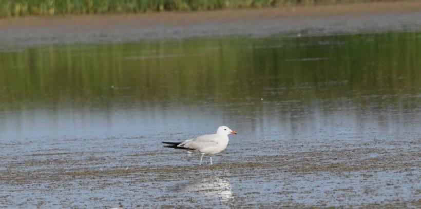 O specie nouă de pasăre a apărut în fauna României. Unde a fost descoperită 18900179