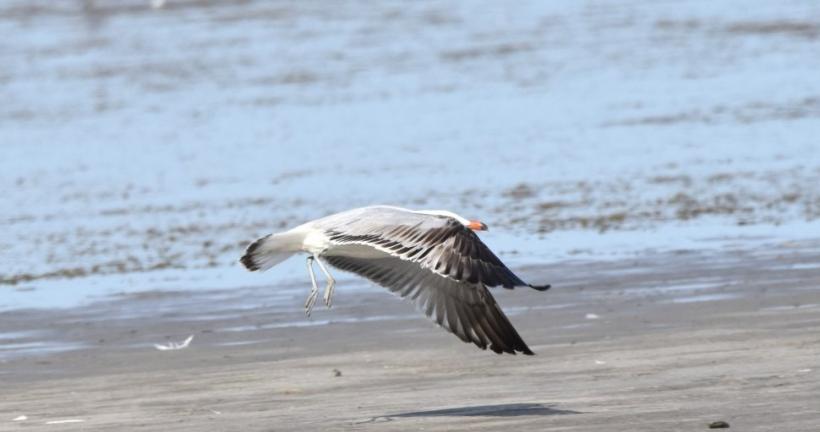 O specie nouă de pasăre a apărut în fauna României. Unde a fost descoperită 18900181