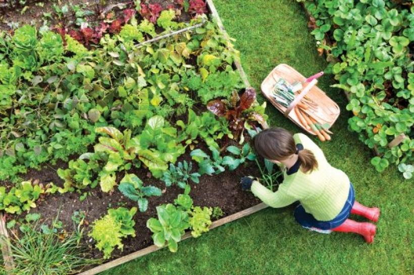 Efectele grădinăritului asupra stării de sănătate