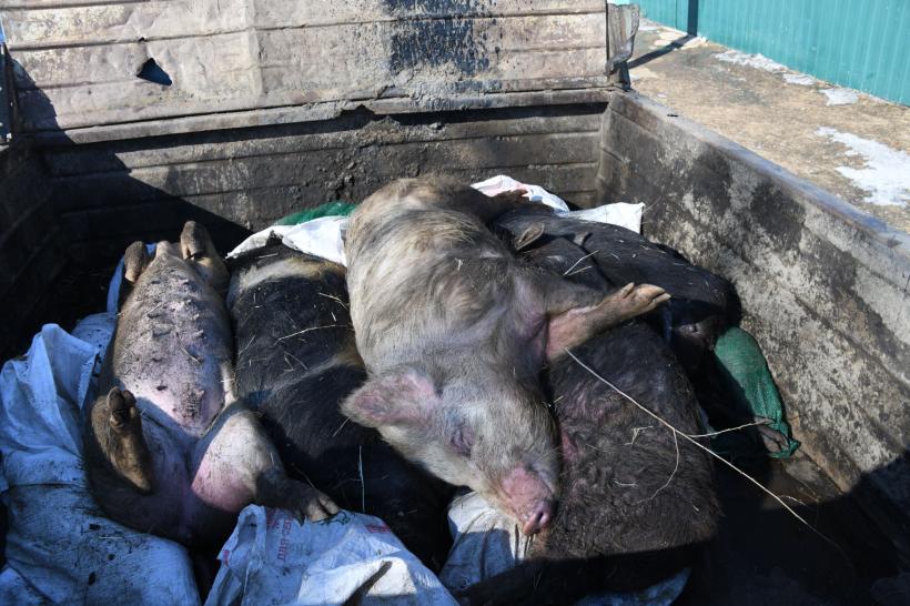 România „sărbătorește” 14 ani de pestă porcină importând carne din Chile. Suntem țara cea mai lovită din Europa 18900514