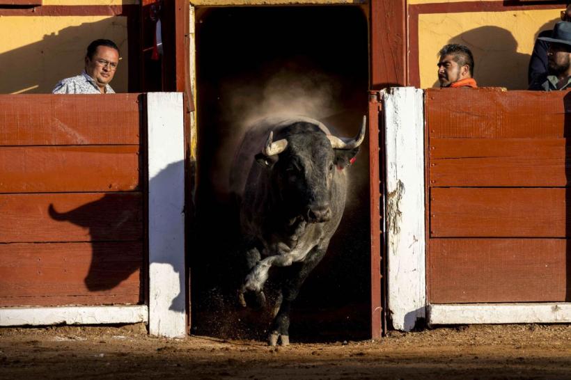 Sfârșitul coridelor: Columbia interzice luptele cu tauri începând cu 2027 18900769