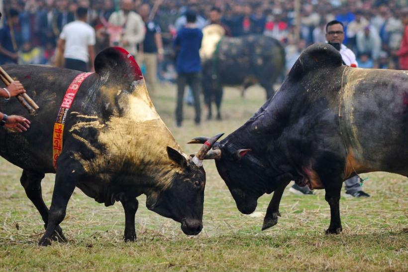 Sfârșitul coridelor: Columbia interzice luptele cu tauri începând cu 2027 18900770