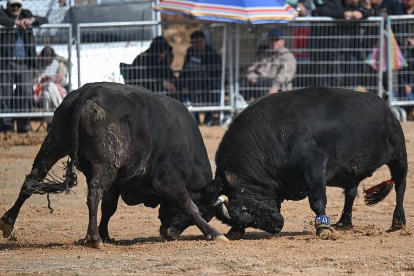 Sfârșitul coridelor: Columbia interzice luptele cu tauri începând cu 2027 18900771