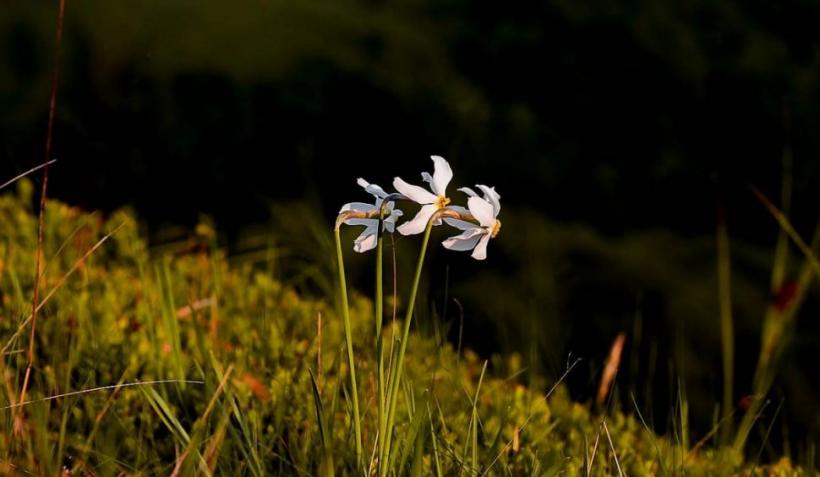 Imagini de basm la Pasul Vâlcan. Versanții sunt acoperiți de narcise sălbatice 18900866