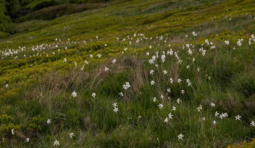 Imagini de basm la Pasul Vâlcan. Versanții sunt acoperiți de narcise sălbatice 18900867