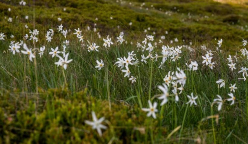 Imagini de basm la Pasul Vâlcan. Versanții sunt acoperiți de narcise sălbatice 18900868