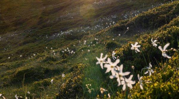 Imagini de basm la Pasul Vâlcan. Versanții sunt acoperiți de narcise sălbatice 18900869
