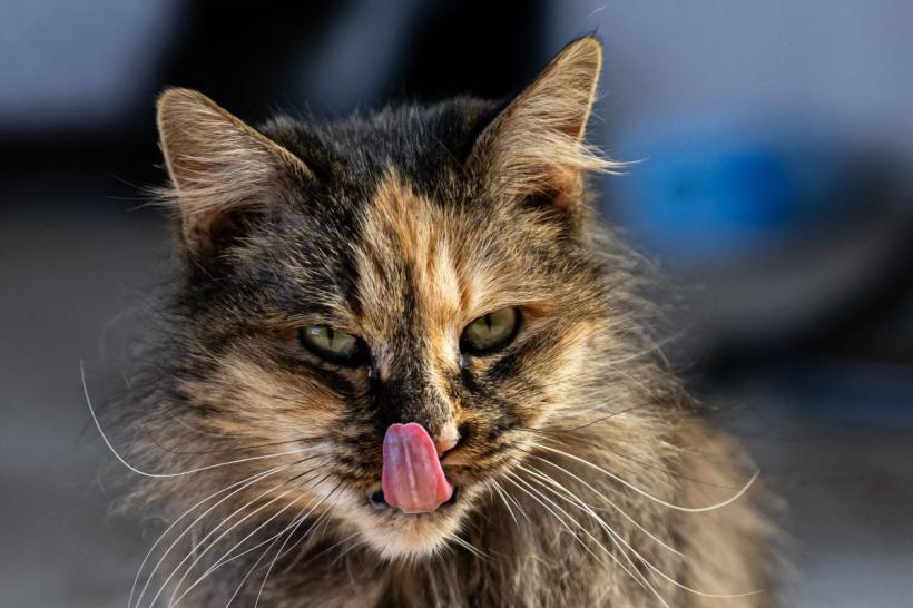 Iată cele mai inteligente rase de pisici. Sunt ușor de dresat și ideale pentru familiile cu copii 18900760