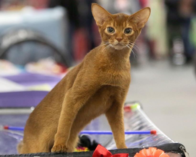 Iată cele mai inteligente rase de pisici. Sunt ușor de dresat și ideale pentru familiile cu copii 18900762