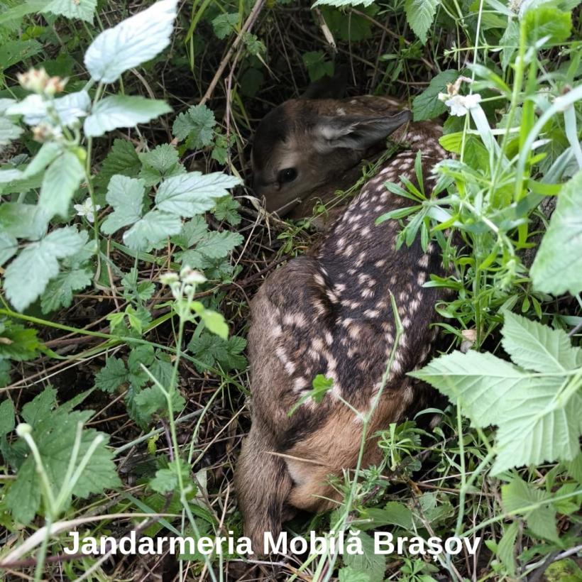 Jandarmii brașoveni au salvat o căprioară aflată în travaliu 18901118