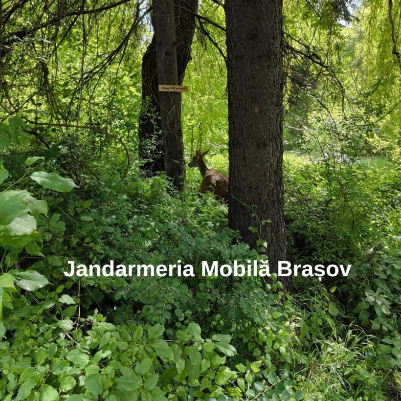 Jandarmii brașoveni au salvat o căprioară aflată în travaliu 18901119