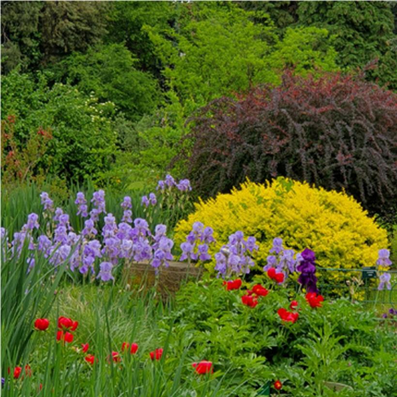 Grădina de vis. Ce flori poți să plantezi în luna iunie pentru a te bucura de ele toată vara