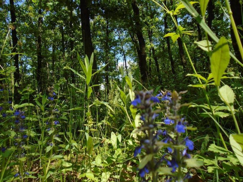 Teleorman - cât de vechi e acest nume și de unde se trage 18900856