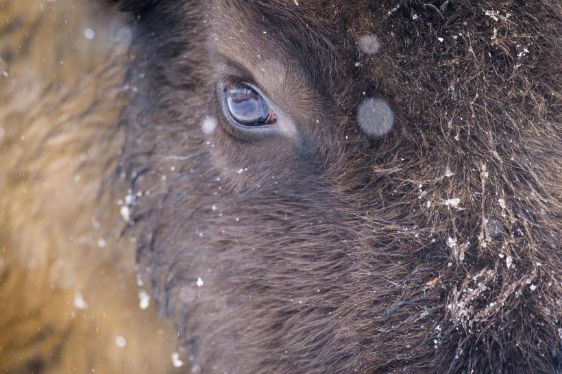 Mâine începe la Brașov LYNX Festival 18901751