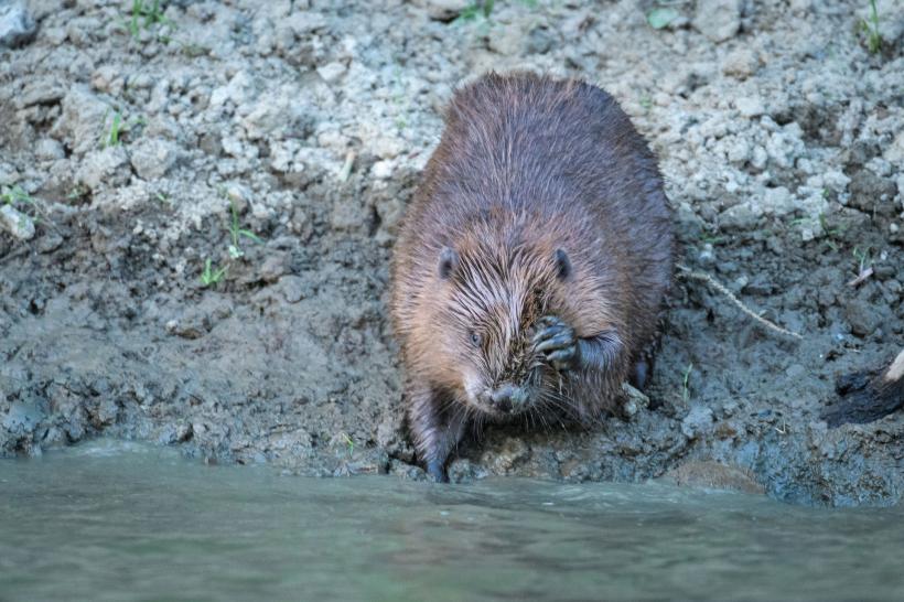 Mâine începe la Brașov LYNX Festival 18901753