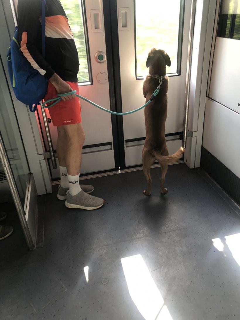 Trenul de Giurgiu a întârziat 19 ani și 15 minute 18901492