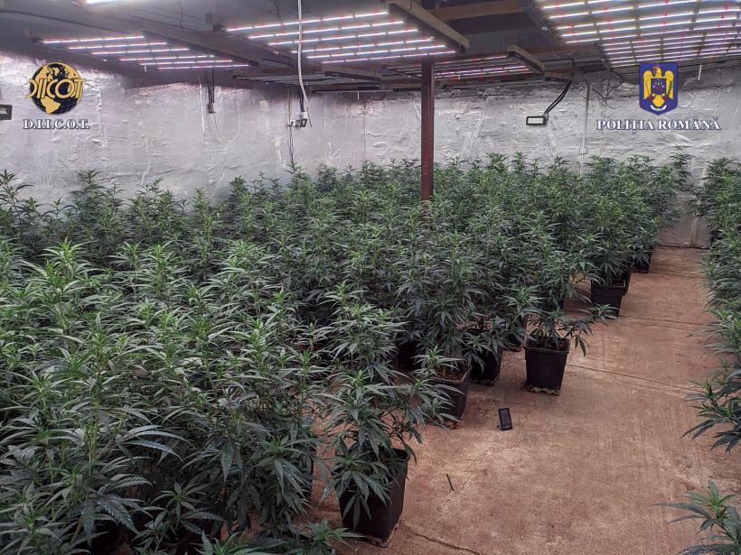 Cele mai bune idei pentru agricultură vin de la traficanții de droguri   18901664