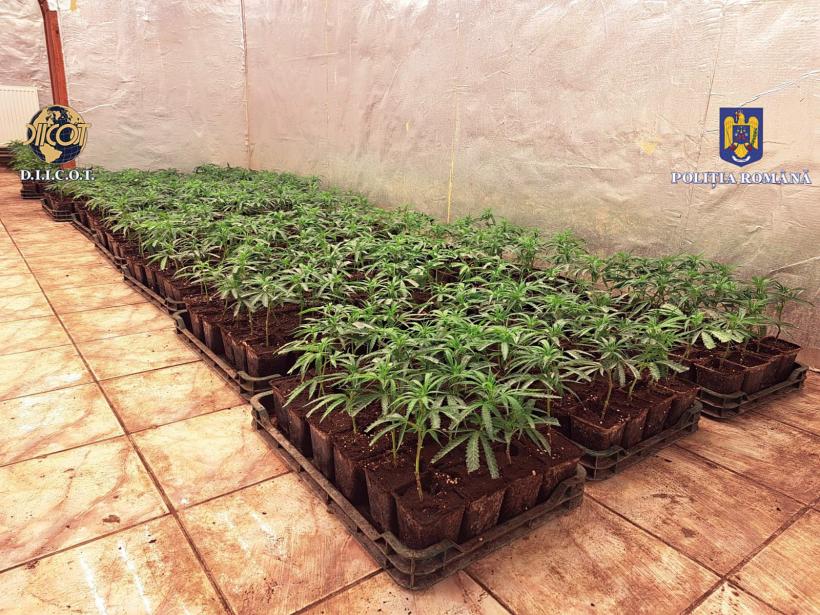 Cele mai bune idei pentru agricultură vin de la traficanții de droguri   18901665