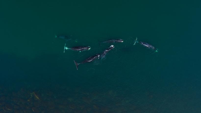 Gardienii Planetei, o experiență multisenzorială despre cele mai mari creaturi de pe planetă, din 7 iunie în cinema 18901950