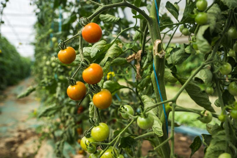 România a băgat un miliard în Programul  tomata, ca să importăm roșii din Siria și ketchup din Japonia