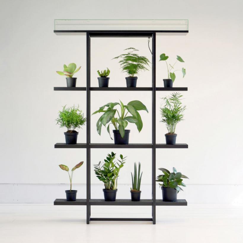 7 plante care au grijă de sănătatea ta mintală 18902396