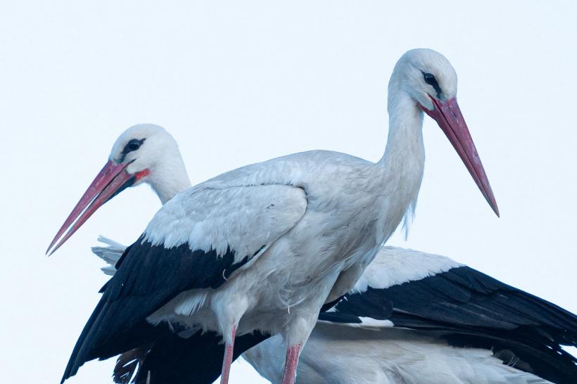 Începe Recensământul internațional al berzelor albe 18902868